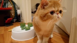 BRINGING HOME OUR EXOTIC SHORTHAIR KITTEN  SVEN AND ROBBIE [upl. by Gratianna]