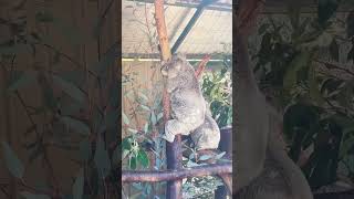 Caversham Wildlife Park Western Australia [upl. by Sire]