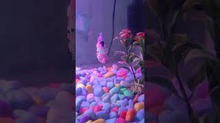 Fish tank 🐬aquarium 🐟fishtank fish guppy betafish fishaquarium beta [upl. by Wynn]