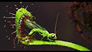 Top 10 Carnivore Plants That Eat Animals  Carnivorous plants  Meateating plants  Techbye World [upl. by Seldon]