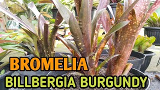 Panen Bromelia Billbergia Burgundy  Care and Propagation [upl. by Mirna584]