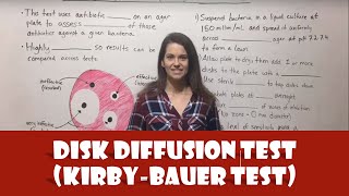 Disk Diffusion Test KirbyBauer Test [upl. by Latsyrhc]