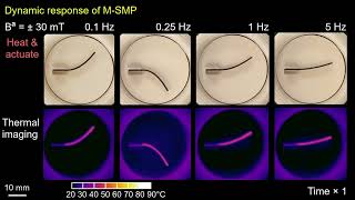 Dynamic response of magneticshape memory polymer MSMP [upl. by Nnanerak388]