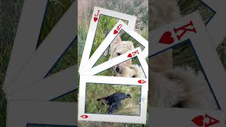 Dog walking business Dundee dundee broughtyferry dogwalkersnearme [upl. by Ennovahs]