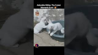 What is Cuteness Fight adorable Kitties cutekitty cutecats The Cutest Moments [upl. by Lednahc]