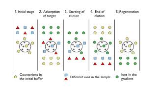 Ion Exchange Chromatography by Dr A R Balap Y Kulkarni S Lashkare O Lokhande [upl. by Aehtla]