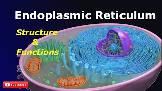 Endoplasmic Reticulum Structure and Functions SER RER Cell biology Biology [upl. by Eugeniusz354]