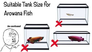 Best Tank Size For Arowana Fish [upl. by Bhayani]