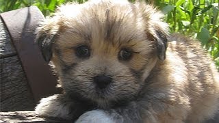 60 Seconds Of Cute Lhasa Apso Puppies [upl. by Carol183]