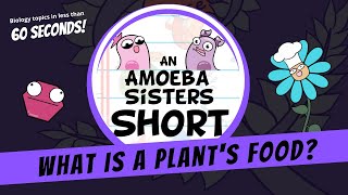 What is a Plants Food  Amoeba Sisters Shorts [upl. by Raclima]