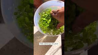 Cleaning plants plants beautiful soilpot soillove garden soiltypes farming propagation edit [upl. by Nlocnil]