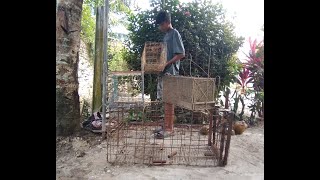 How to Make ManicouOpossum Trap Different Types of Traps DIY Traditional Hunting StyleTrinidad [upl. by Kliman]