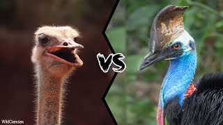 OSTRICH VS CASSOWARY  Who would win [upl. by Dosi703]