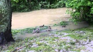 Hochwasser Pfaffenhofen an der Ilm 2013 Teil 3 [upl. by Refanej731]