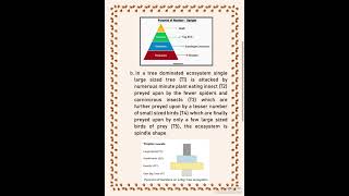 Ecological pyramid ll Ecology ll Bsc Msc [upl. by Kathryne489]