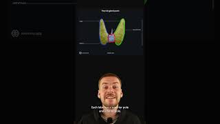 Anatomy of the thyroid gland lobes isthmus and key insights [upl. by Orel]