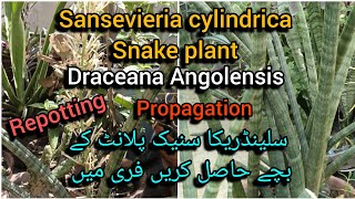 sansevieria cylindrica snake plant Angolensis repottinggetting babies free Grow green 445 [upl. by Euqinmod]