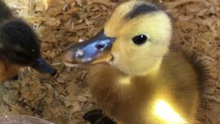 Wow Watch It  Im Feeding Our Cute Ducklings [upl. by Manolo]