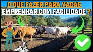 O QUE FAZER PARA VACAS EMPRENHAR COM FACILIDADE [upl. by Miehar916]