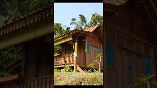 Keindahan Rumah kayu jawa di pinggir sawah rumahkayu jualrumahkayu woodenhouse travel [upl. by Fujio]