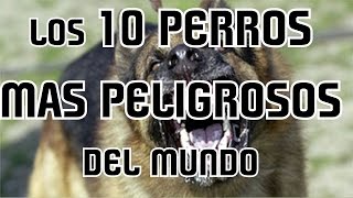 LOS 10 PERROS MAS PELIGROSOS Y PROHIBIDOS DEL MUNDO  8cho [upl. by Skye]