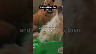 NATIONAL MUTT DAYJuly 31🐶🐾🤩fact mutts mixedbreed didyouknow july31 [upl. by Reham]