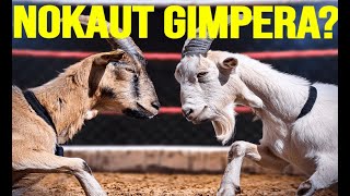 Co za NOKAUT Gimper vs Gonciarz Fame MMA 22 Ultimate PGE NOKAUT GIMPERA URYWKI [upl. by Alika]