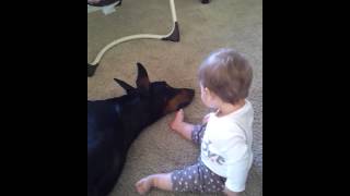 Doberman bites baby [upl. by Revned]