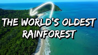 Cape Tribulation amp The Daintree Rainforest 2023  Featuring David Attenborough 😉 [upl. by Hartley]