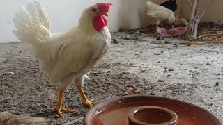 White Leghorn Chickens 🐓 [upl. by Pyotr]