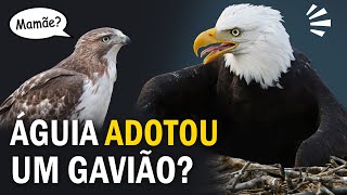 Uma ÁGUIA SELVAGEM que adotou um gavião Ornitólogo Responde 38 [upl. by Abigael892]