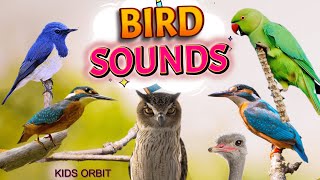 Bird Sounds and Names  Birds Chirping  Birds Sounds Compilation  Learn Bird Names [upl. by Idnas]