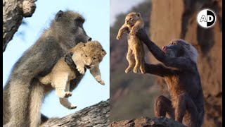 Why Do Baboons Kidnap Lion Cubs [upl. by Anel165]