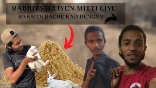 Rabbits House Me Mitti Bhi Dal Di Aj  A4 Animals  Rabbits Bache Kab Dengy [upl. by Lydell]