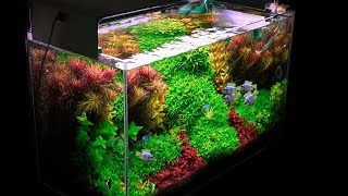 Planted Tank  My Basics for Successful Planted Aquarium Set Up [upl. by Netsirk]