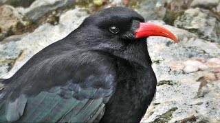 Chough Bird Close Up  Cornish Choughs [upl. by Saber]