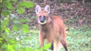 The seldom heard roarbark of the Maned Wolf [upl. by Phillada]