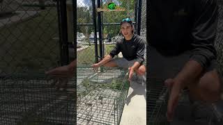 🦎 Effective Iguana Trapping 🙌 IguanaTrapping InvasiveSpecies AnimalControl Miami Florida [upl. by Karena]