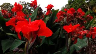 Canna plant Red flowers  canna lily HD 04 [upl. by Tnarud]