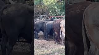 YA LISTOS LOS TOROS EN LAS CORRALETAS  EN COPÁNDARO MICHOACAN 2024 [upl. by Wiley]