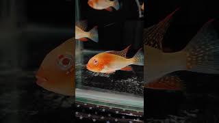 Threadfin acara  albino heckelii  Fish Aquarium  shorts acara cichlid ahmedabad viralvideo [upl. by Lertnahs]