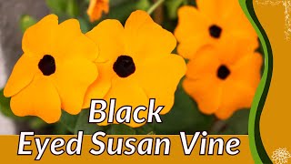 BLACK EYED SUSAN VINE Growing and Care Tips Thunbergia alata [upl. by Siclari]