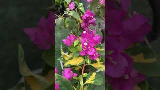 Keep your Bougainvillea Blooming with these 4 easy care tips 🌸✨ terracegardening gardendesign [upl. by Tsiuqram]