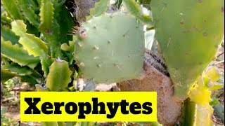 Xerophytic plants for class 6 th Science xerophytes xerophyticplants triviatime [upl. by Anifesoj]