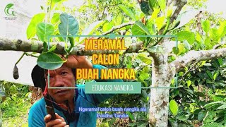 Tutorial Ngeramal Calon Buah Nangka [upl. by Idnod]