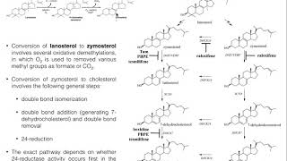 Cholesterol Biosynthesis  Stage 4 Conversion of Lanosterol to Cholesterol [upl. by Eresed]