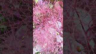 Parukkoks  Cotinus coggygria Royal Purple [upl. by Lowell]