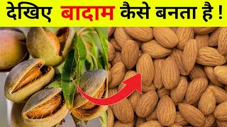 देखिए बादाम कैसे बनता है  Almond kaise bnta hai  How are almond grow and harvesting  world facts [upl. by Gnuhp627]