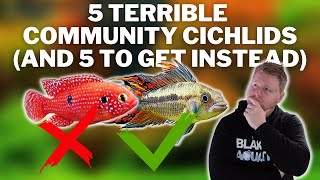 5 Great Cichlids for Community Tanks and 5 to Avoid [upl. by Aleirbag]