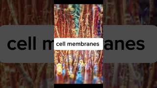 Cell membranes shorts viralshort viralvideo ytshorts shorts cell membrane [upl. by Ariana919]